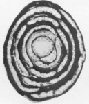 Periloculina shirazensis Rahaghi, 1983