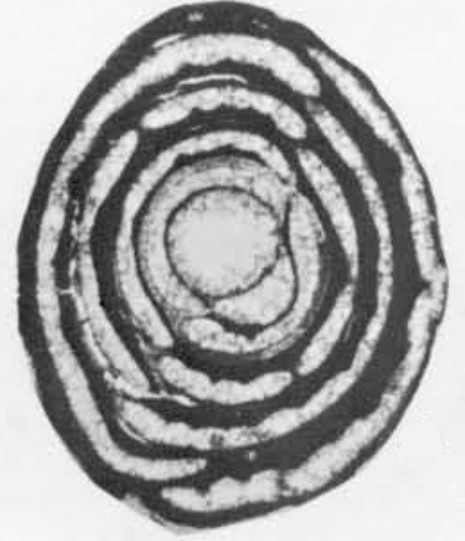 Periloculina shirazensis Rahaghi, 1983 Periloculina shirazensis Rahaghi, 1983
