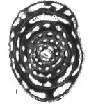 Periloculina drobnae Rahaghi, 1989