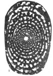Mandanites mandanae Rahaghi, 1989