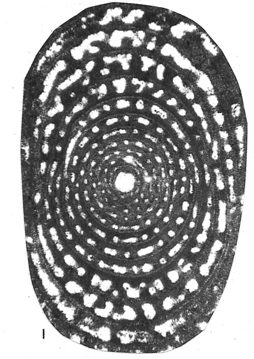 Mandanites mandanae Rahaghi, 1989 Mandanites mandanae Rahaghi, 1989