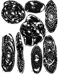 Pseudedomia persica Rahaghi, 1989