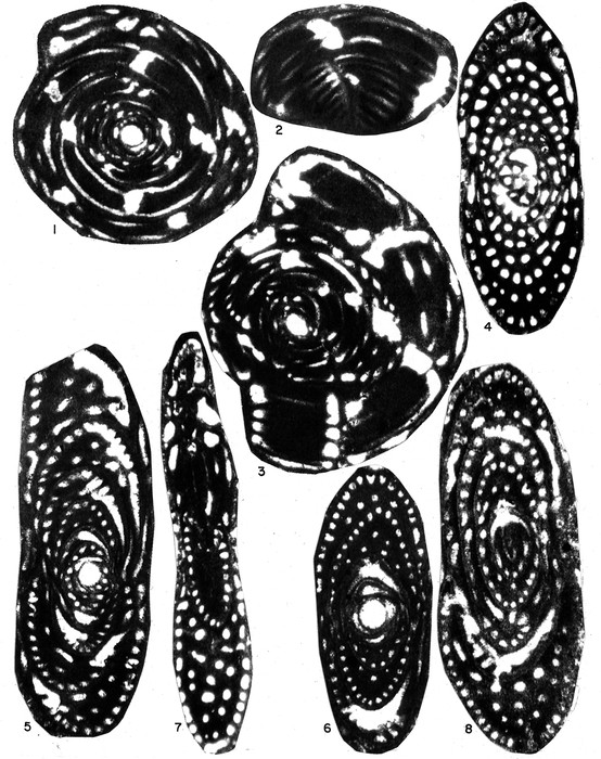 Pseudedomia persica Rahaghi, 1989 Pseudedomia persica Rahaghi, 1989