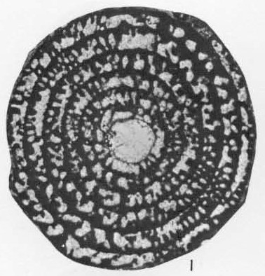 Globoreticulina paleocenica Rahaghi, 1983 Globoreticulina paleocenica Rahaghi, 1983
