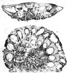 Rotalia reicheli Hottinger, 1966