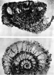 Pseudorotalia schaubi Hottinger, 1966