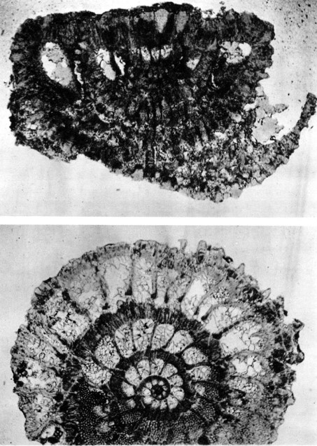 Pseudorotalia schaubi Hottinger, 1966 Pseudorotalia schaubi Hottinger, 1966