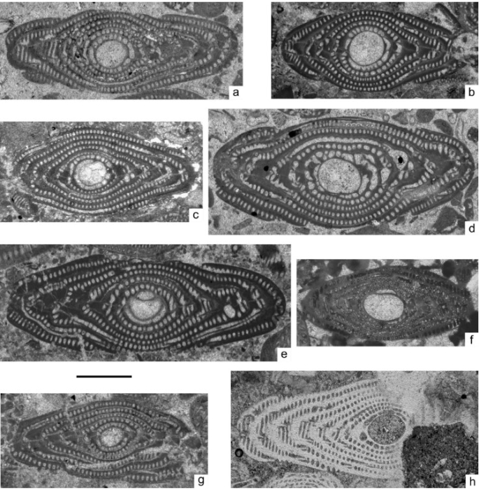 Alveolina postalensis Fornaciari, Giusberti & Pappazoni, 2019 Alveolina postalensis Fornaciari, Giusberti & Pappazoni, 2019
