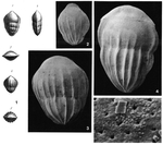 Lingulina costata d'Orbigny, 1846