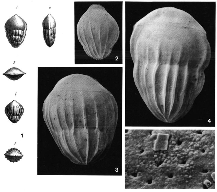 Lingulina costata d'Orbigny, 1846 Lingulina costata d'Orbigny, 1846