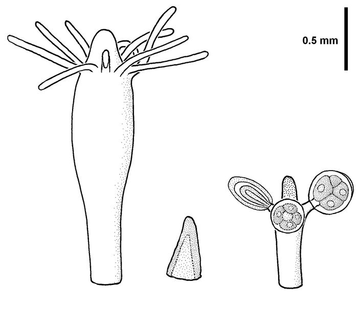 Hydrtactinia carica, after type material (from Schuchert, 2001) Hydrtactinia carica, after type material (from Schuchert, 2001)