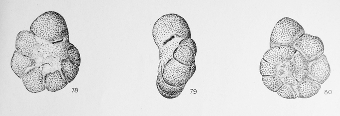 Epistomaria separans Le Calvez, 1949 Epistomaria separans Le Calvez, 1949