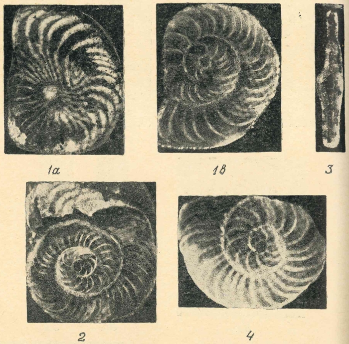 Neooperculinoides arciseptatus Golev, 1961 Neooperculinoides arciseptatus Golev, 1961