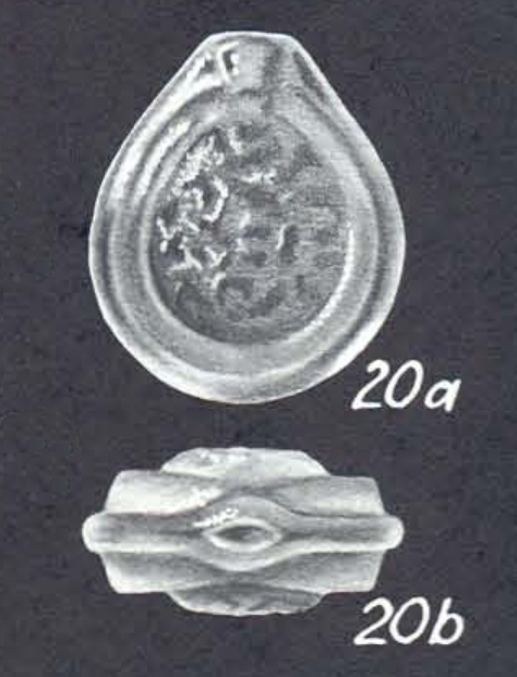 Fissurina neocastrensis McCulloch, 1977 Fissurina neocastrensis McCulloch, 1977