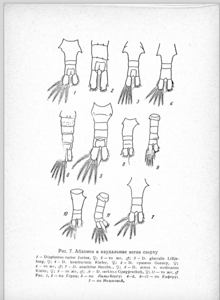 Diaptomus anahitae Meshkova Diaptomus anahitae Meshkova
