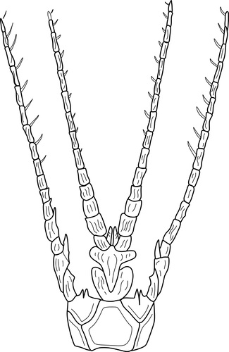 Fig 5. (Poatskievick-Pierezan, Gale & Fauth 2023). Fig 5. (Poatskievick-Pierezan, Gale & Fauth 2023).