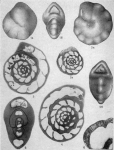Melathrokerion spirialis Gorbachik, 1968