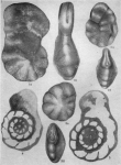 Tonasia evoluta Gorbachik, 1968