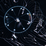Amphogona apsteini, diameter 2mm - Gulf Stream off Florida, USA 