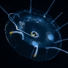 Solmaris flavofinis, diameter 8 mm, Gulf Stream off Florida, USA