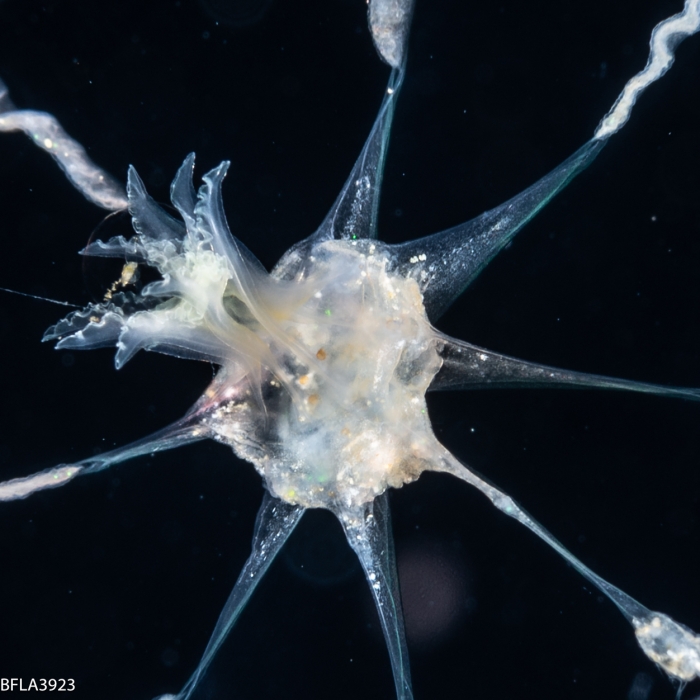 Octophialucium aphrodite, 24 mm, Gulf Stream off Florida, USA Octophialucium aphrodite, 24 mm, Gulf Stream off Florida, USA