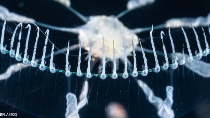 Octophialucium aphrodite, 24 mm, Gulf Stream off Florida, USA Octophialucium aphrodite, 24 mm, Gulf Stream off Florida, USA