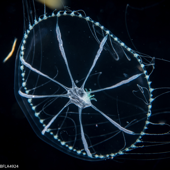 Octophialucium aphrodite, 21 mm, Gulf Stream off Florida, USA Octophialucium aphrodite, 21 mm, Gulf Stream off Florida, USA