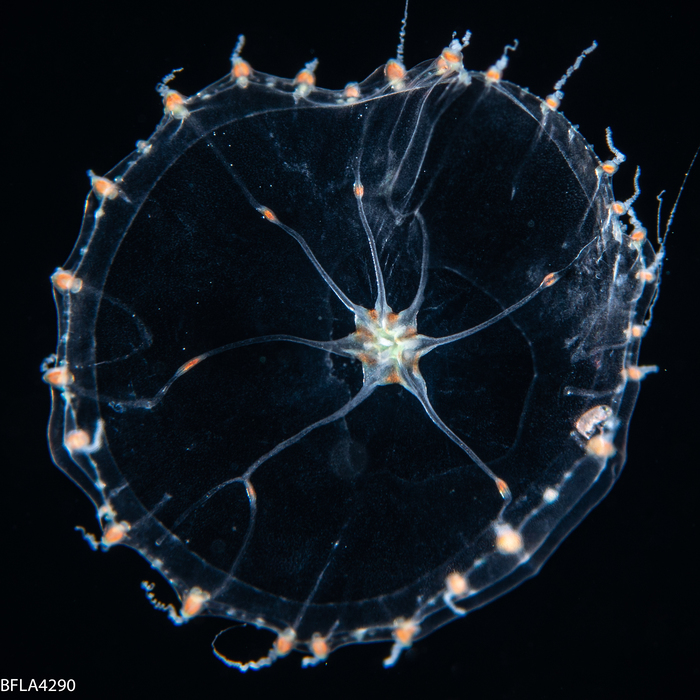 Octophialucium irregularis, 12 mm, Gulf Stream off Florida, USA Octophialucium irregularis, 12 mm, Gulf Stream off Florida, USA