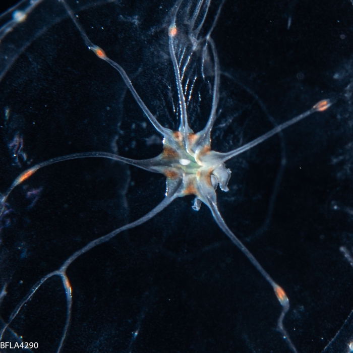 Octophialucium irregularis, 12 mm, Gulf Stream off Florida, USA Octophialucium irregularis, 12 mm, Gulf Stream off Florida, USA