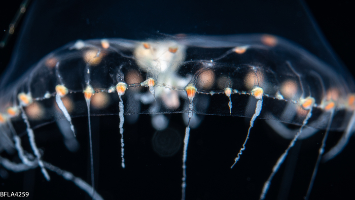 Octophialucium irregularis, 8 mm, Gulf Stream off Florida, USA Octophialucium irregularis, 8 mm, Gulf Stream off Florida, USA