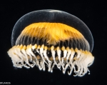 Staurodiscus luteus, 5 mm, Gulf Stream off Florida, USA