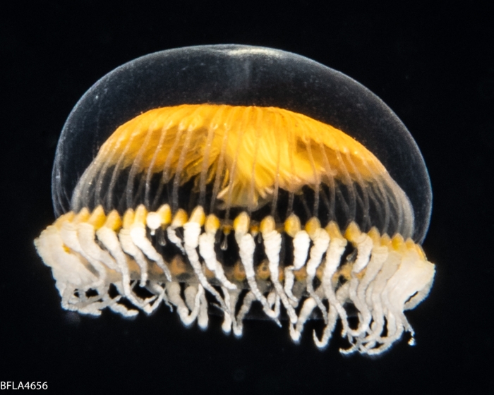 Staurodiscus luteus, 5 mm, Gulf Stream off Florida, USA Staurodiscus luteus, 5 mm, Gulf Stream off Florida, USA