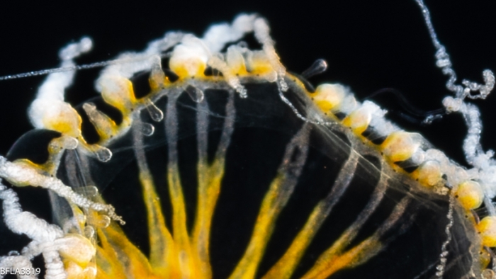 Staurodiscus luteus, size 2-3 mm, Gulf Stream off Florida, USA Staurodiscus luteus, size 2-3 mm, Gulf Stream off Florida, USA