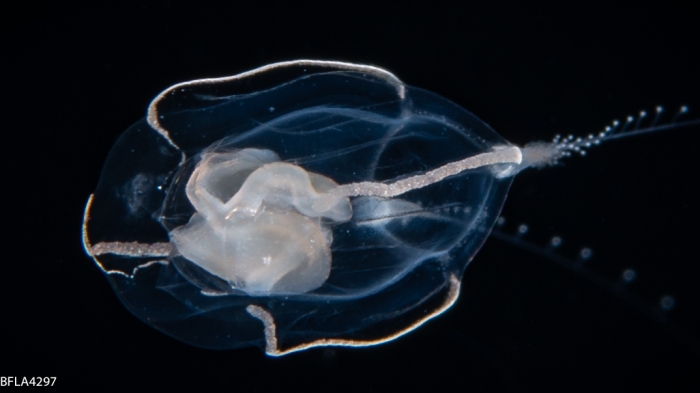 Apatizanclea mayeri bell height 6 mmn Gulf Stream off Florida, USA Apatizanclea mayeri bell height 6 mmn Gulf Stream off Florida, USA