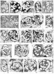 Glomomidiella nestellorum Vachard, Rettori, Angiolini & Checconi, 2008