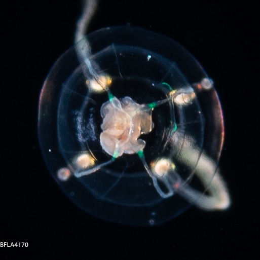 Zancleopsis dichotoma, bell height 3 mm, Gulf Stream off Florida, USA Zancleopsis dichotoma, bell height 3 mm, Gulf Stream off Florida, USA