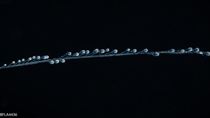Zancleopsis cabela,bell height 10 mm, Gulf Stream off Florida, USA Zancleopsis cabela,bell height 10 mm, Gulf Stream off Florida, USA