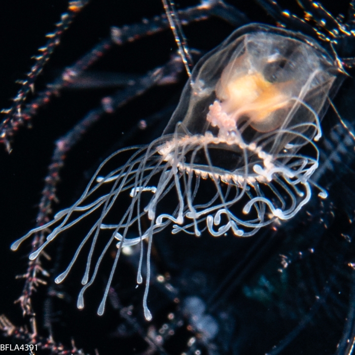 Turritopsis nutricula, 3mm,  from Florida, Western Atlantic Ocean