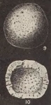 Crithionina teicherti Parr, 1942