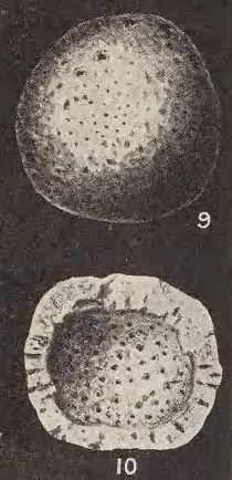 Crithionina teicherti Parr, 1942 Crithionina teicherti Parr, 1942