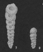 Bigenerina clavellata Loeblich & Tappan, 1946 Bigenerina clavellata Loeblich & Tappan, 1946