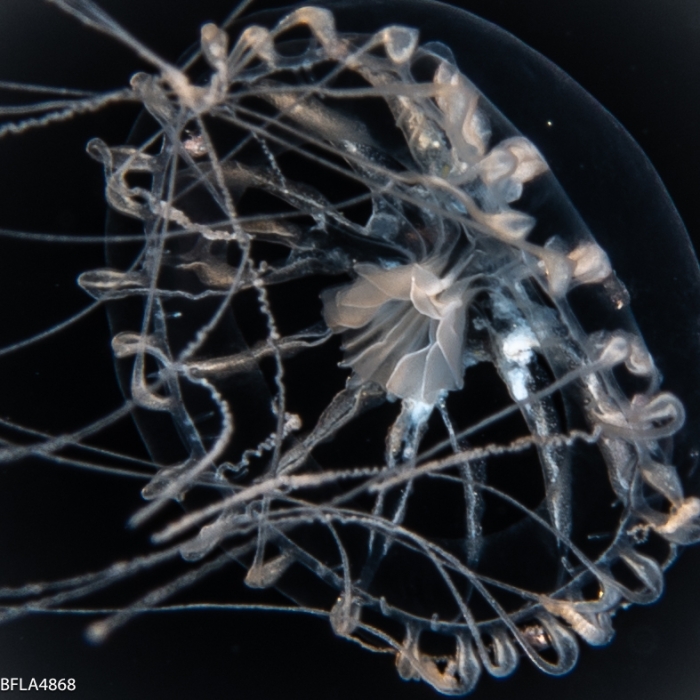 Staurodiscus kellneri, medusa, diameter 8 mm; Gulf Stream off Florida, USA Staurodiscus kellneri, medusa, diameter 8 mm; Gulf Stream off Florida, USA
