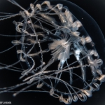 Staurodiscus kellneri, medusa, diameter 8 mm; Gulf Stream off Florida, USA