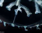 Staurodiscus tetrastaurus medusa, diameter 7 mm; Gulf Stream off Florida, USA