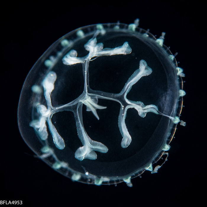 Staurodiscus tetrastaurus medusa, diameter 7 mm; Gulf Stream off Florida, USA Staurodiscus tetrastaurus medusa, diameter 7 mm; Gulf Stream off Florida, USA