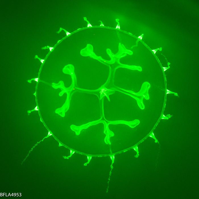 Staurodiscus tetrastaurus medusa, diameter 7 mm; Gulf Stream off Florida, USA