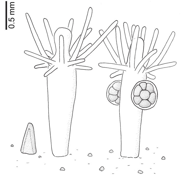 Hydractinia sarsii; spine, gastrozooid, and gonozooid Hydractinia sarsii; spine, gastrozooid, and gonozooid