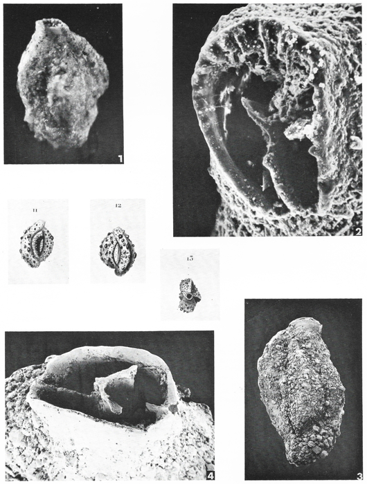 Quinqueloculina agglutinans d'Orbigny, 1839 Quinqueloculina agglutinans d'Orbigny, 1839