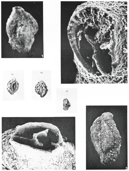 Quinqueloculina agglutinans d'Orbigny, 1839