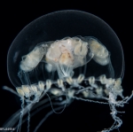 Melicertissa mayeri, medusa, 10mm, Florida, western Atlantic
